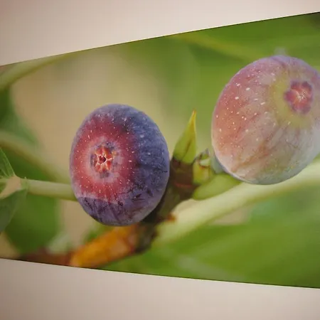 Apartmán Mare E Monti Ii (adults Only)